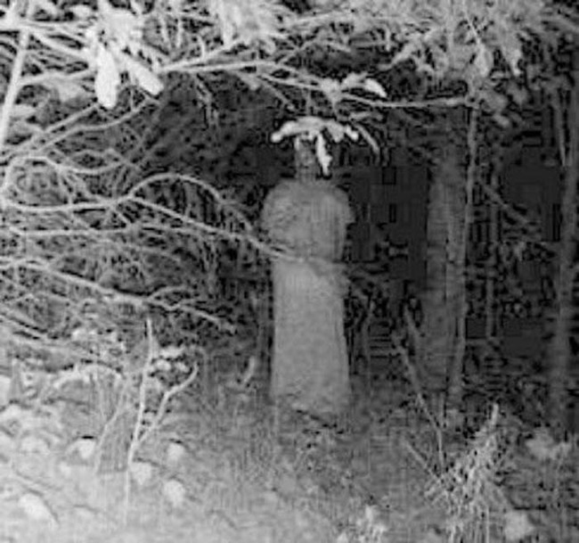a-woman-standing-by-the-tress
