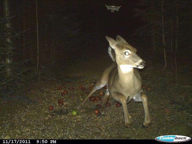 bat